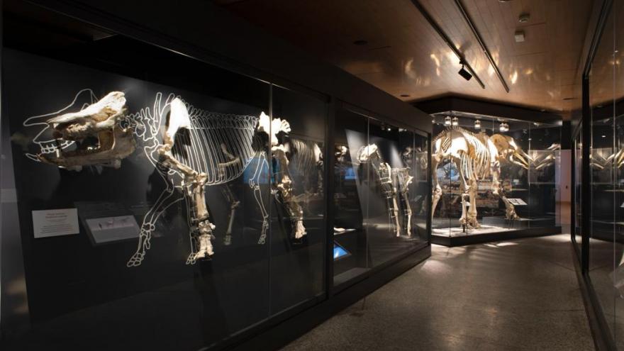 Texto Alternativo: La Comunidad de Madrid renombra el Museo Arqueológico para ser también Paleontológico coincidiendo con su 25º aniversario