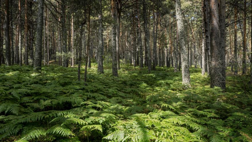 Texto Alternativo: La Comunidad de Madrid el Gobierno de la Comunidad de Madrid presenta la ruta turística Los 14 Imprescindibles de la Sierra de Guadarrama