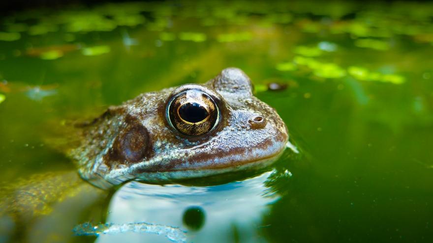 Texto Alternativo: La Comunidad de Madrid estudia cómo afectará el consumo de fármacos y pesticidas a los ecosistemas acuáticos