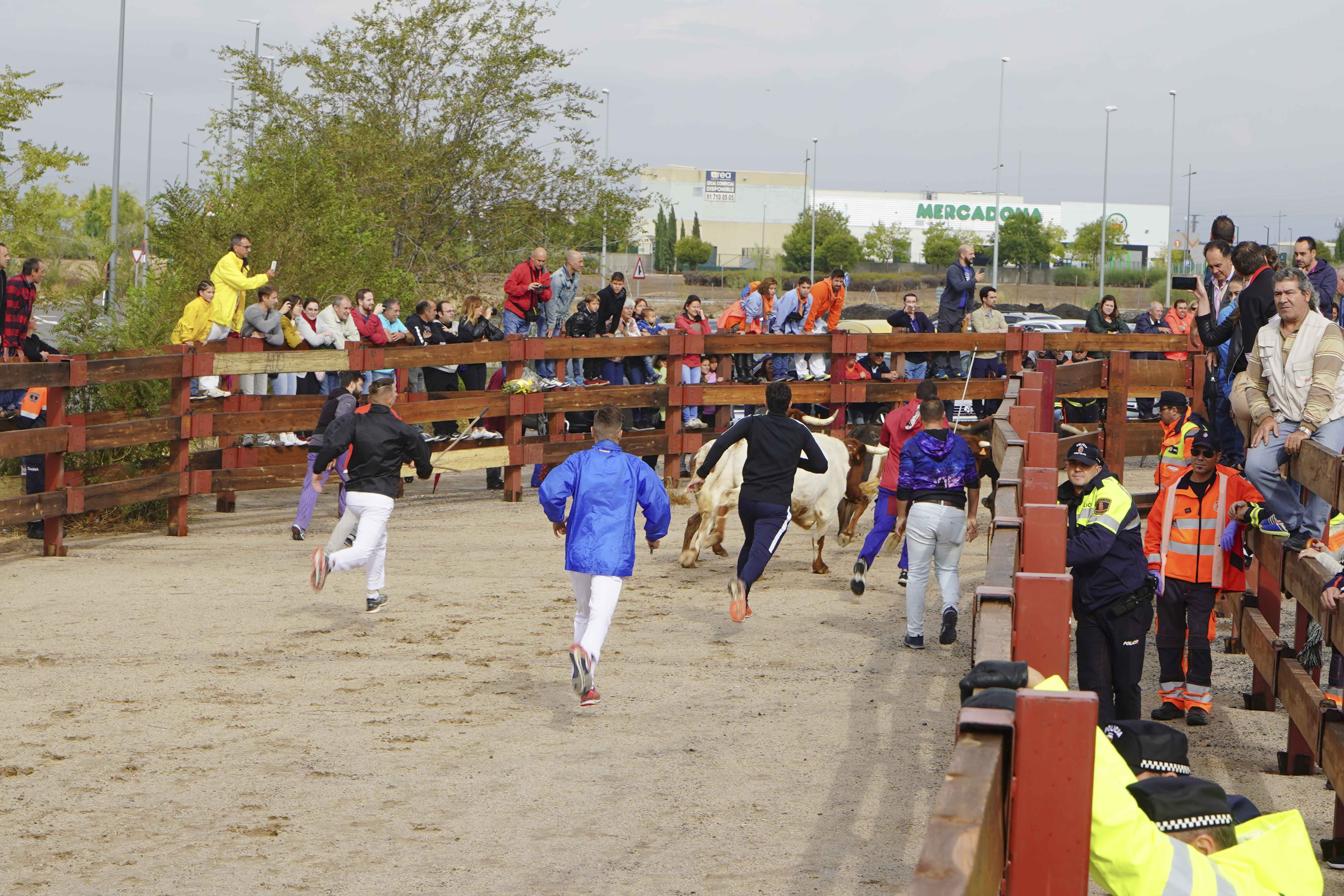 Texto Alternativo: Cuatro encierros y un festival de recortes, programa taurino de las Fiestas Patronales de Móstoles