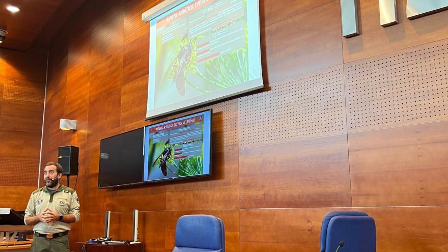 Texto Alternativo: La Comunidad de Madrid lanza una campaña informativa con consejos y recomendaciones sobre la avispa asiática