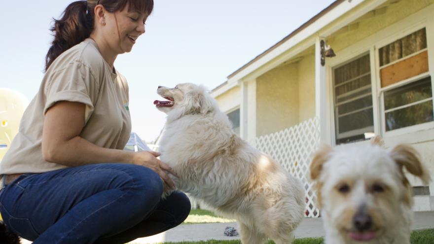 Texto Alternativo: La Comunidad de Madrid organiza este fin de semana el XVII Salón de la Adopción de animales de compañía