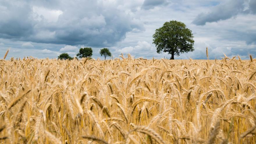 Texto Alternativo: La Comunidad de Madrid lanza los Innobonos para investigaciones que aumenten la competitividad del sector agrario y ganadero