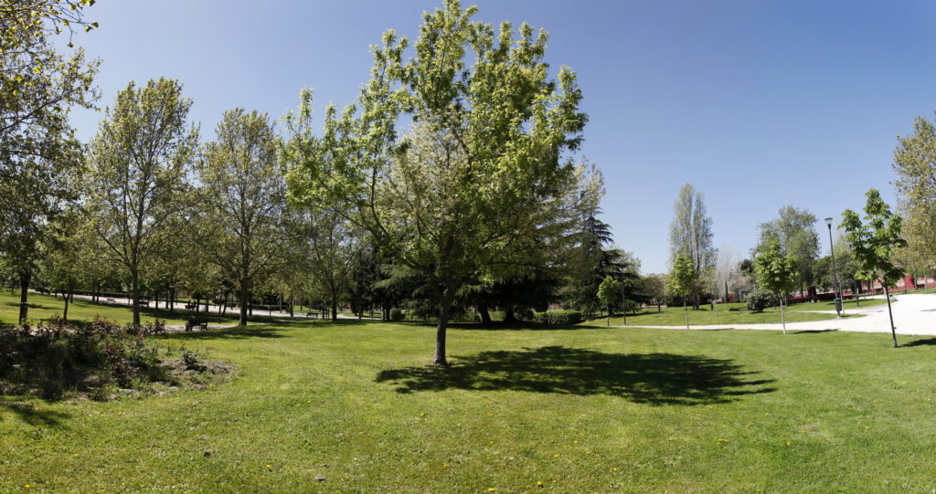 Texto Alternativo: Getafe prepara un estudio y un plan para proteger el arbolado