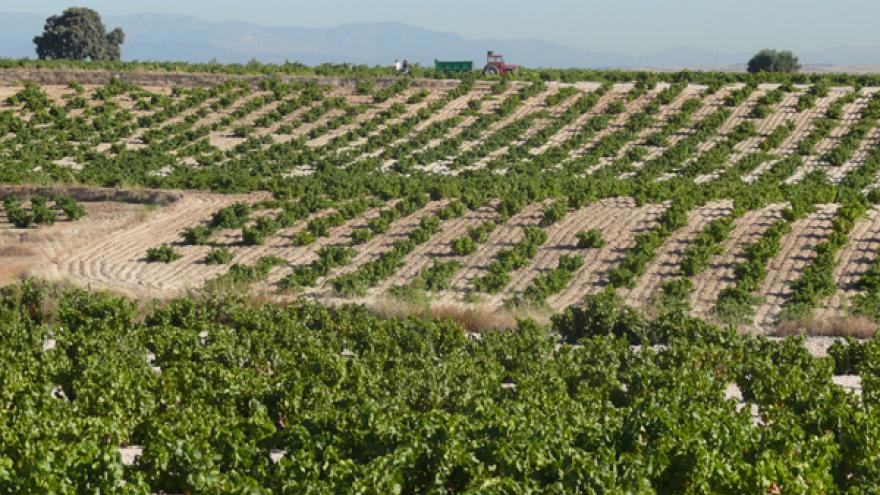 Texto Alternativo: La Comunidad de Madrid desarrolla un nuevo material contra plagas agrícolas y efectivo en viñedos