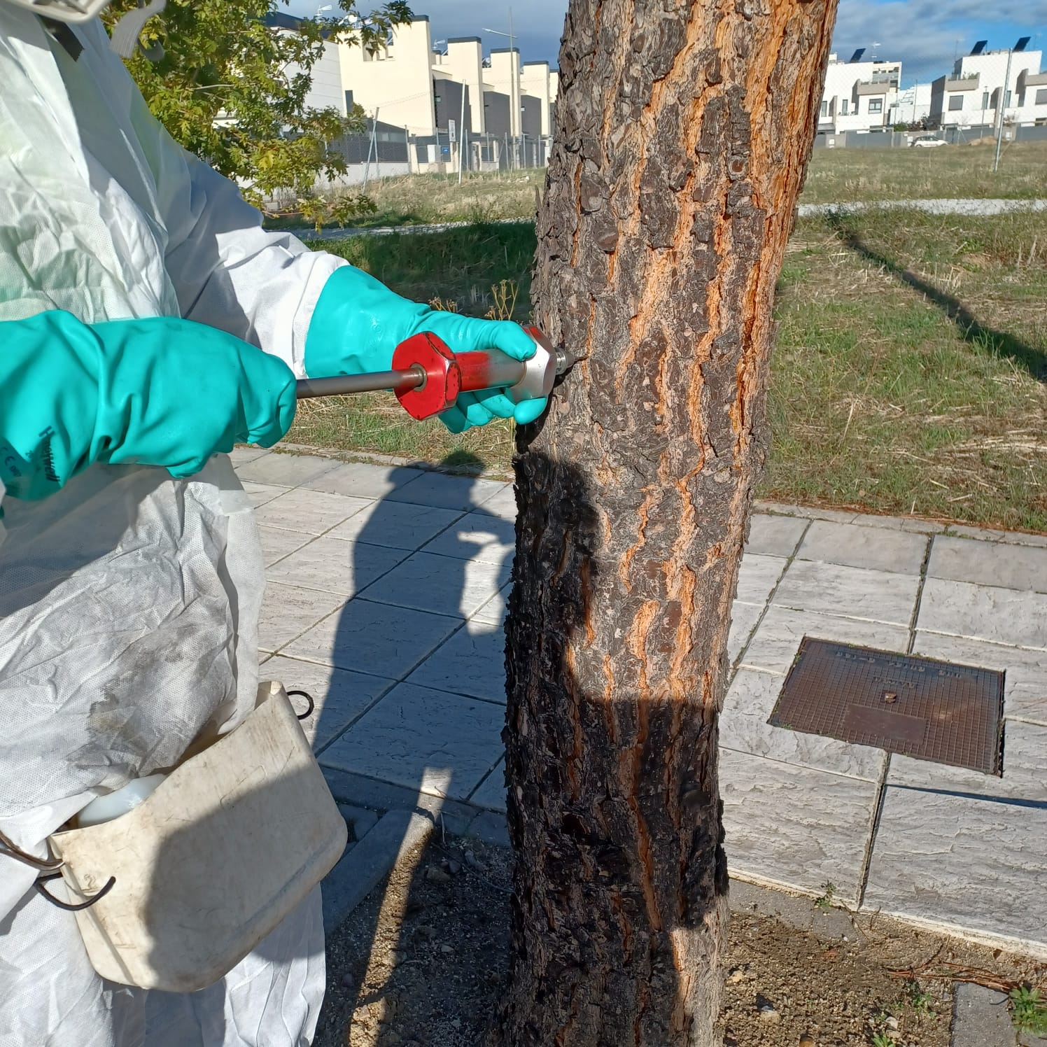Texto Alternativo: Comienza el tratamiento en pinos y cedros para prevenir la procesionaria de la oruga