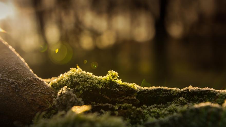 Texto Alternativo: La Comunidad de Madrid recuerda las restricciones en el uso de especies protegidas para adornos navideños