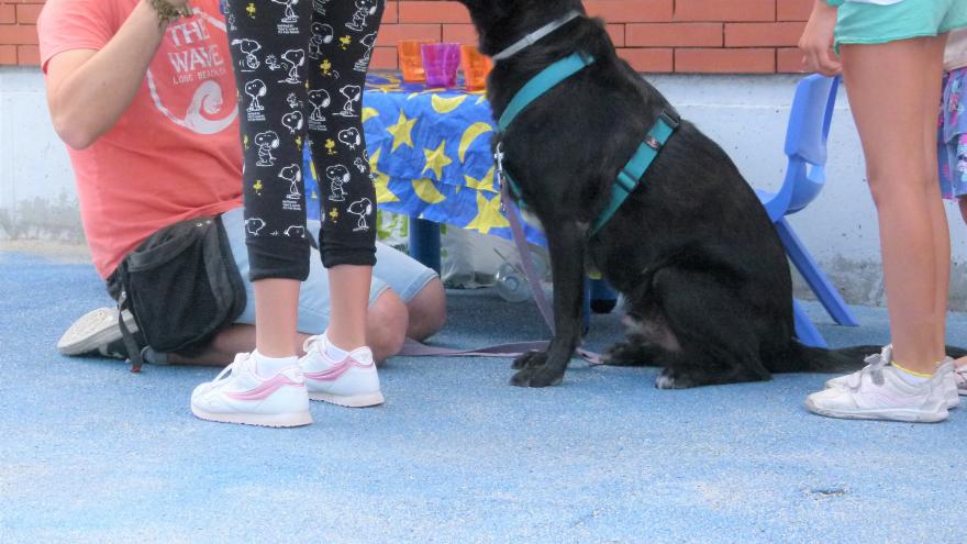 Texto Alternativo: La Comunidad de Madrid invierte más de 700.000 euros en el Centro Integral de Acogida de Animales