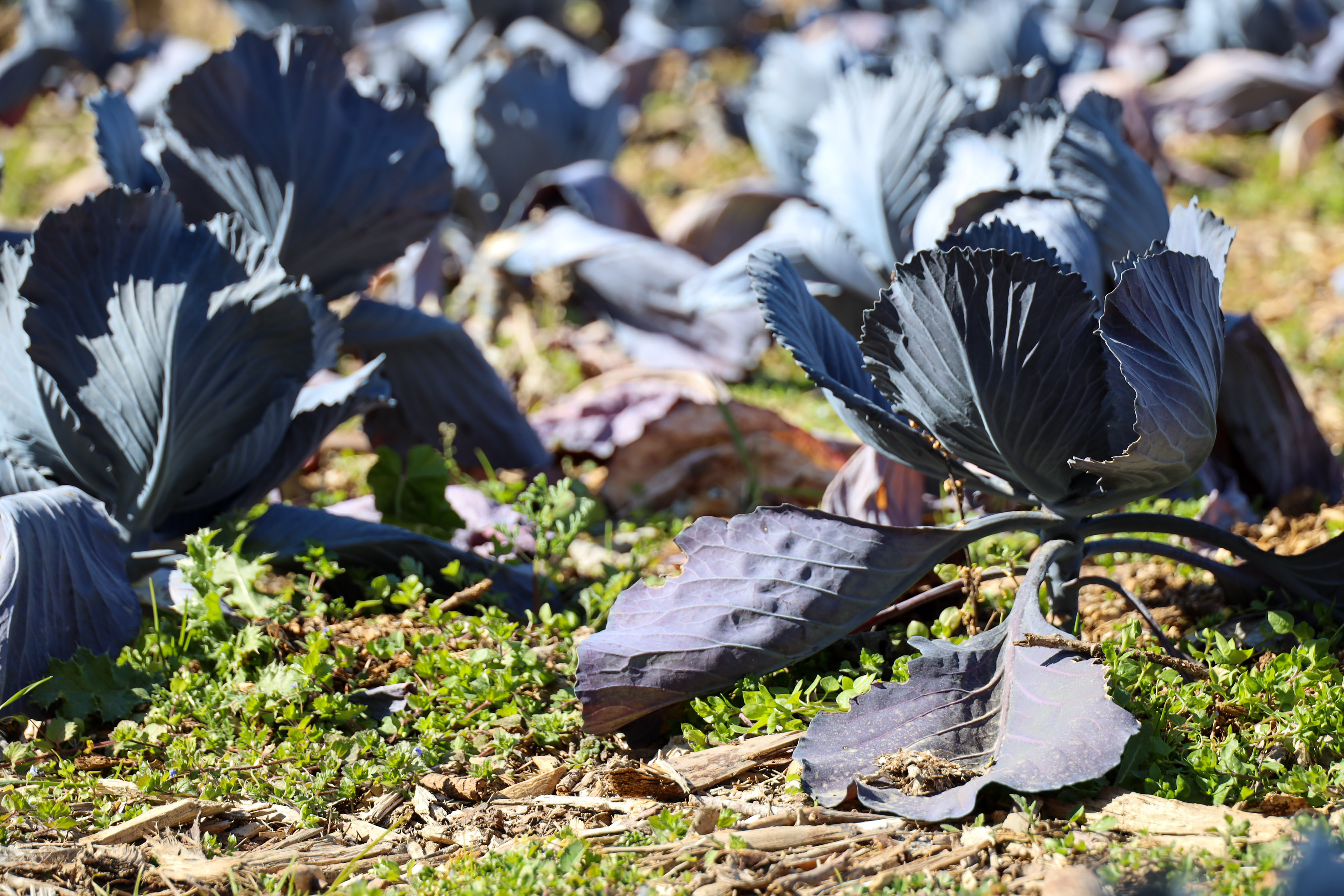 Texto Alternativo: Vecinas y vecinos de Móstoles aprenden sobre horticultura ecológica para mejorar su empleabilidad