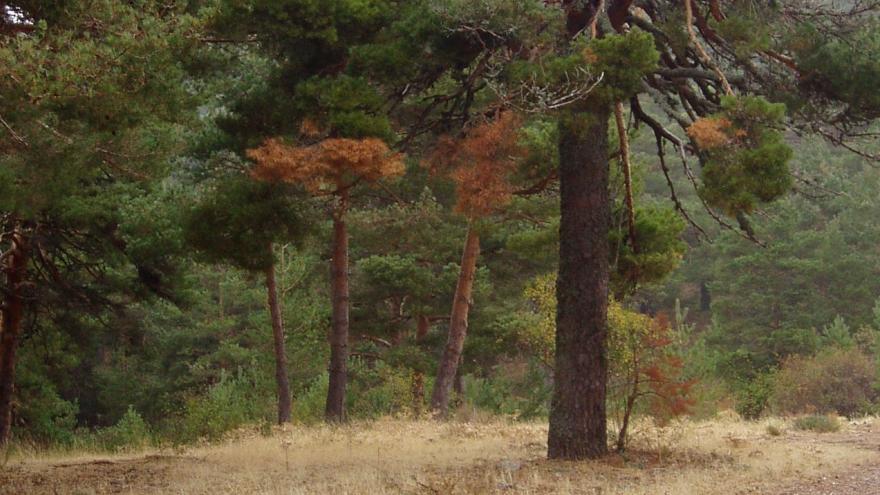 Texto Alternativo: La Comunidad de Madrid destina 3,4 millones para demoler La Barranca en Navacerrada y proceder a su restauración ambiental