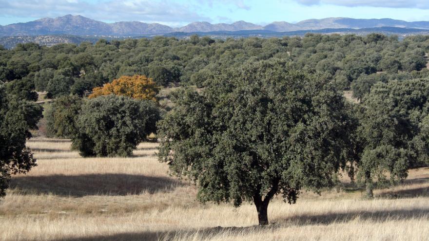 Texto Alternativo: La Comunidad de Madrid convoca nuevas ayudas para recuperar los montes de titularidad privada