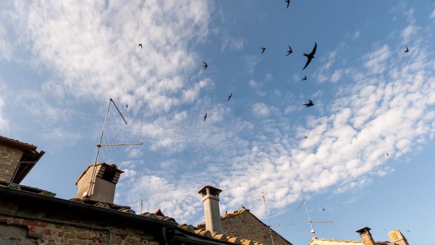 Texto Alternativo: La Comunidad de Madrid la Comunidad de Madrid presenta una campaña en redes sociales para preservar los nidos de aves insectívoras en edificios y viviendas