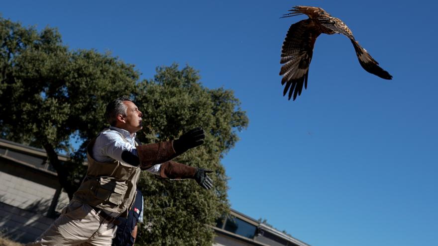 Texto Alternativo: La Comunidad de Madrid atiende a más de 4.300 animales silvestres heridos durante el primer semestre del año