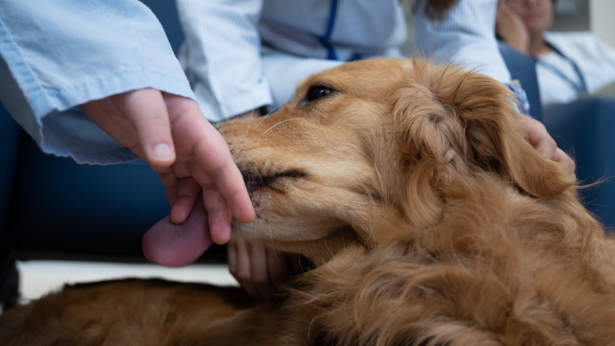 Texto Alternativo: El Hospital 12 de Octubre inicia una terapia asistida con perros en la unidad de hospitalización de Psiquiatría para adolescentes