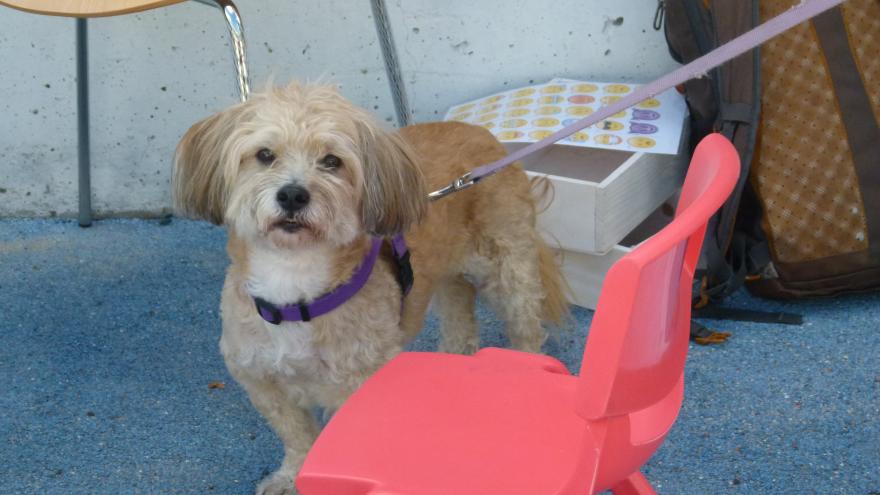 Texto Alternativo: La Comunidad de Madrid organiza este fin de semana el XVIII Salón de la Adopción de animales de compañía