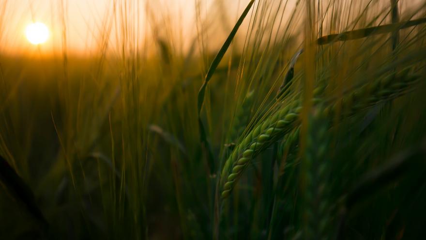 Texto Alternativo: La Comunidad de Madrid convoca nuevas ayudas para la comercialización de alimentos de proximidad