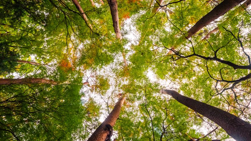Texto Alternativo: La Comunidad de Madrid celebra el Día Internacional de las Reservas de la Biosfera con actividades gratuitas en sus entornos naturales protegidos