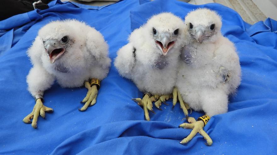 Texto Alternativo: Una pareja de halcones peregrinos se reproduce y tiene tres crías en un nido instalado en la azotea del Hospital 12 de Octubre