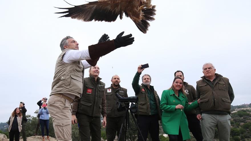Texto Alternativo: La Comunidad de Madrid cuadriplica la población de águila imperial ibérica con 90 parejas reproductoras
