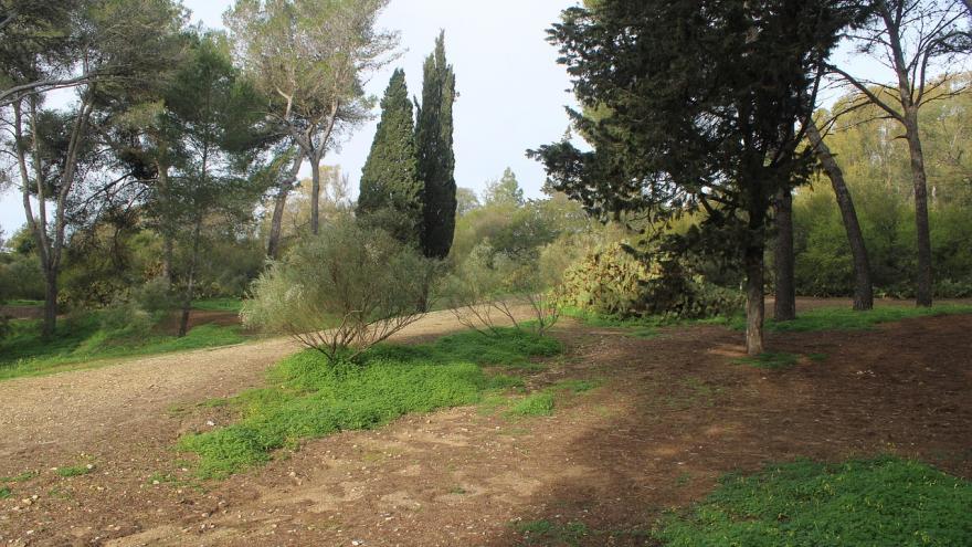 Texto Alternativo: La Comunidad de Madrid invierte 4 millones en Arco Verde para el mantenimiento de 125.000 árboles y arbustos