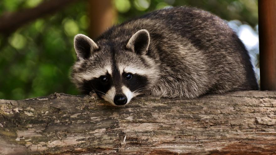 Texto Alternativo: La Comunidad de Madrid aprueba 1,5 millones para el seguimiento y control de fauna silvestre y especies exóticas invasoras