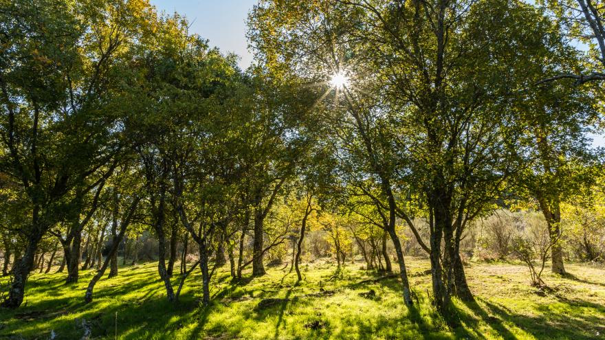 Texto Alternativo: La Comunidad de Madrid inicia el trámite para ampliar un 14% el Parque Nacional Sierra de Guadarrama en su vertiente regional