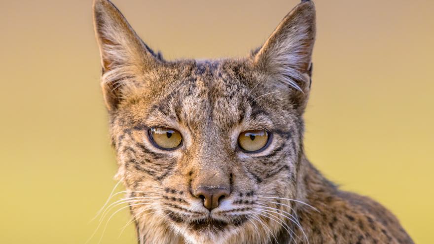 Texto Alternativo: Díaz Ayuso anuncia que la Comunidad de Madrid solicitará al Gobierno central la reintroducción en 2024 del lince ibérico en la región