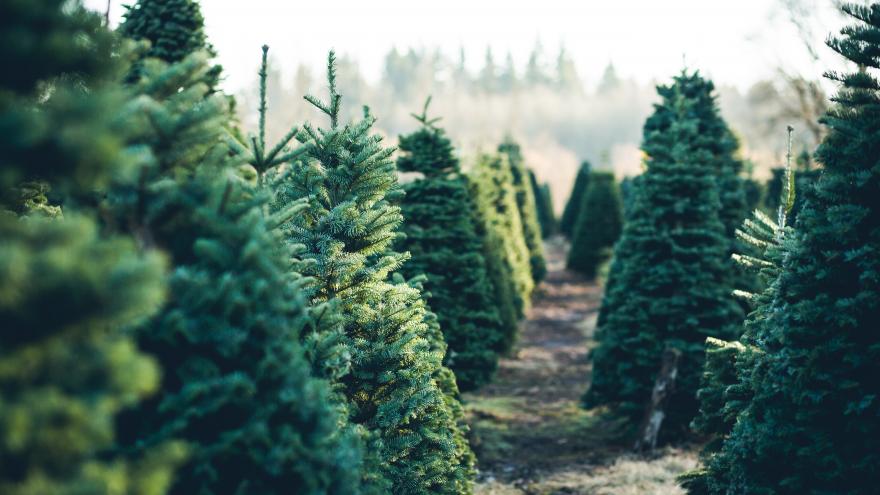Texto Alternativo: La Comunidad de Madrid recuerda la prohibición de replantar en el monte los abetos navideños