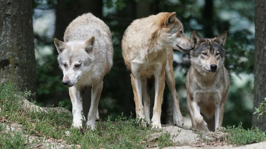 Texto Alternativo: La Comunidad de Madrid concederá ayudas directas a los ganaderos por ataques de lobos, perros asilvestrados o buitres