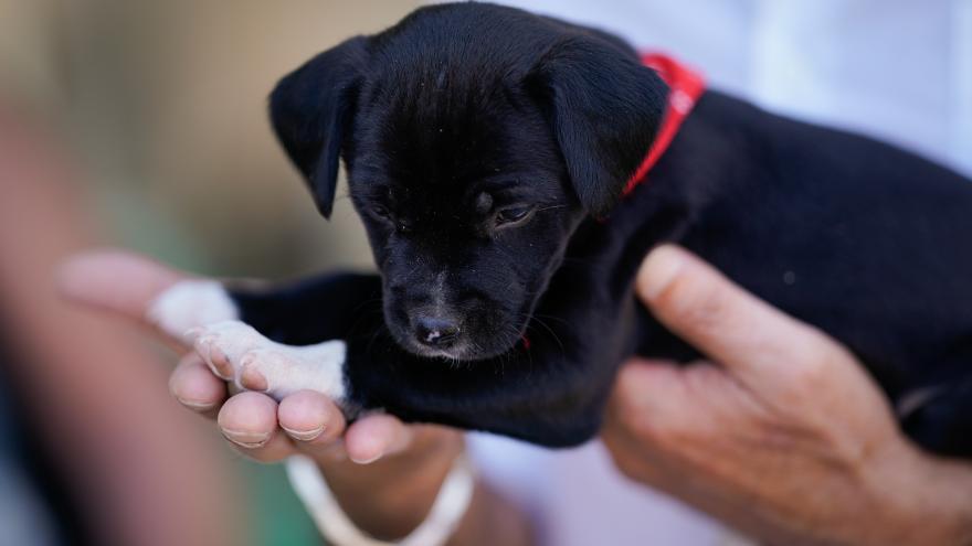 Texto Alternativo: La Comunidad de Madrid facilitó la adopción del 80% de los perros abandonados el pasado año en la región, cinco puntos más que 2022