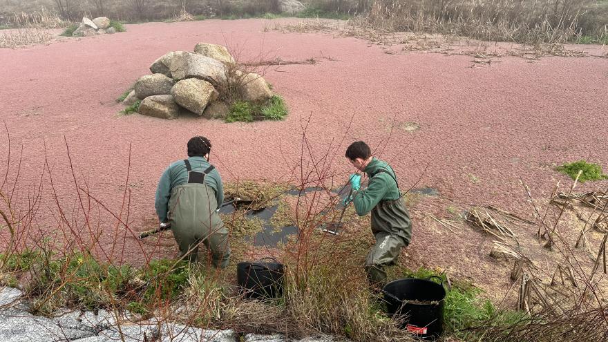 Texto Alternativo: La Comunidad de Madrid preserva el hábitat de reproducción de los anfibios con la retirada de plantas exóticas invasoras