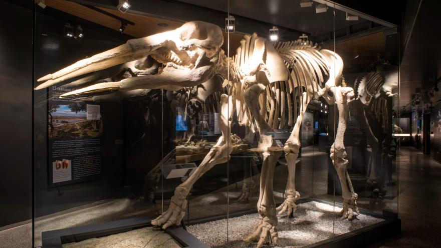 Texto Alternativo: El Museo Arqueológico y Paleontológico de la Comunidad exhibirá la réplica de un dinosaurio de 6 metros en la feria Madrid es Ciencia