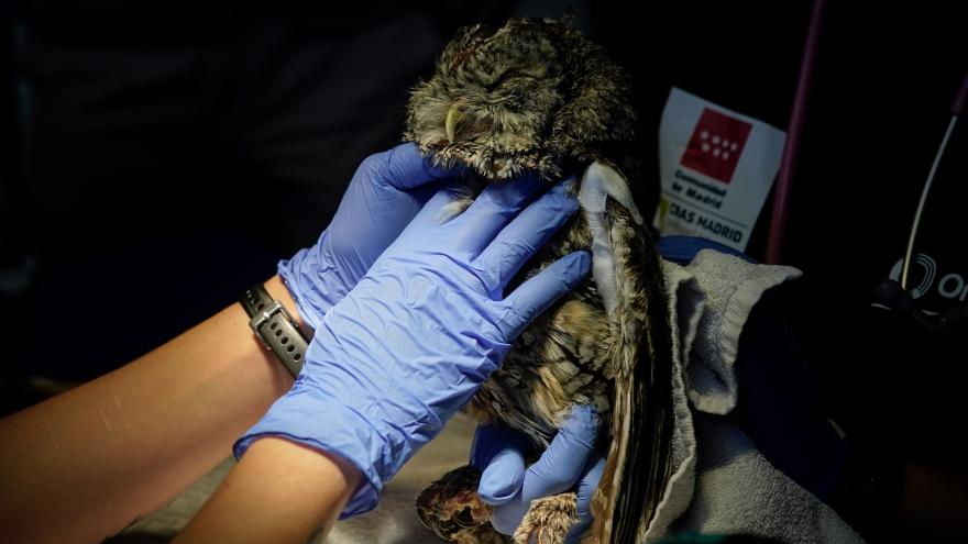 Texto Alternativo: La Comunidad de Madrid logra récord de ingresos en su Centro de Recuperación de Animales Silvestres con casi 8.000 ejemplares