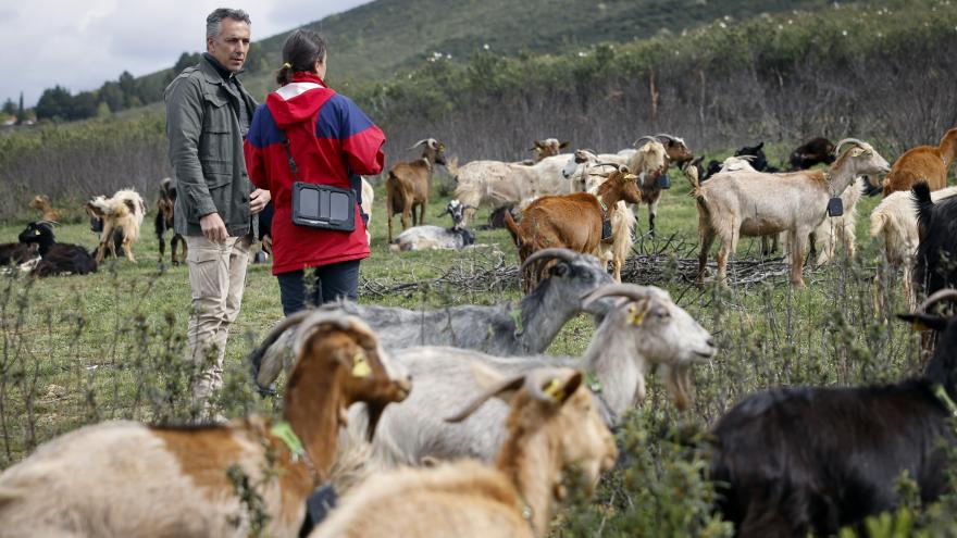Texto Alternativo: La Comunidad de Madrid aplica tecnología avanzada en el pastoreo para la prevención de incendios forestales
