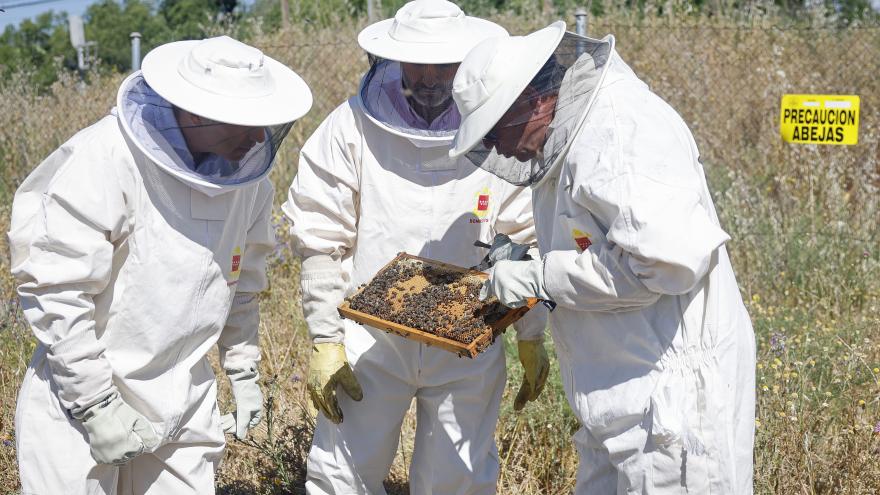 Texto Alternativo: La Comunidad de Madrid inicia una campaña informativa sobre la importancia de las abejas para la biodiversidad