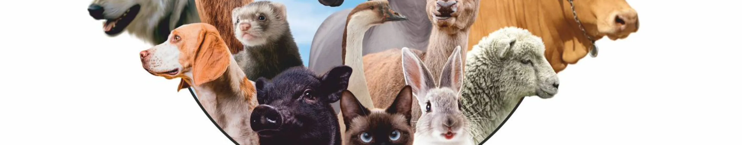 Texto Alternativo: Foodtruck vegano, mercadillo solidario, talleres y muchas actividades para toda la familia en las primeras jornadas de Bienestar Animal de Alcorcón