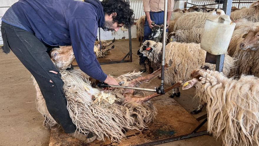 Texto Alternativo: La Comunidad de Madrid celebra una jornada de esquileo para asegurar el bienestar de 300 ovejas ante el calor estival