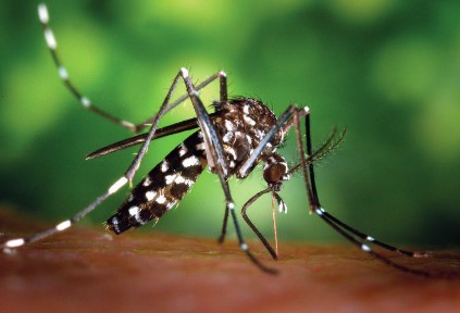 Texto Alternativo: Medidas de prevención a adoptar para evitar la expansión del Mosquito Tigre