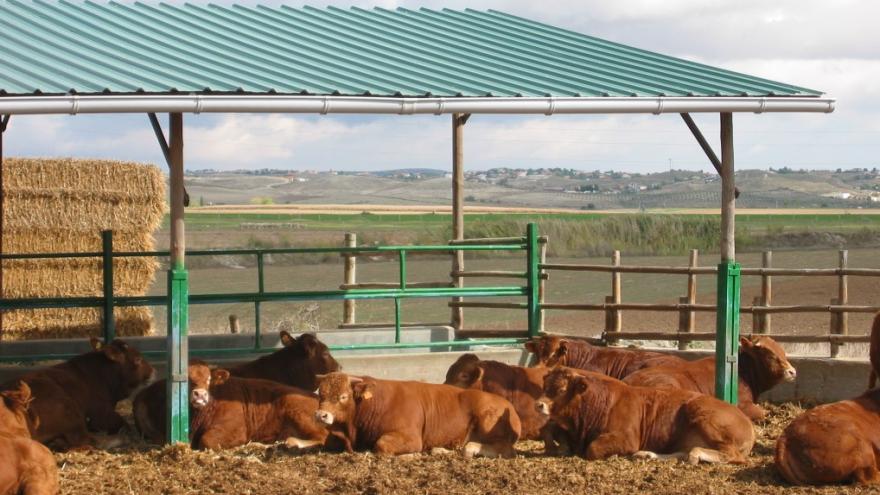 Texto Alternativo: La Comunidad de Madrid estrena ayudas frente a daños de enfermedad vírica en el ganado bovino