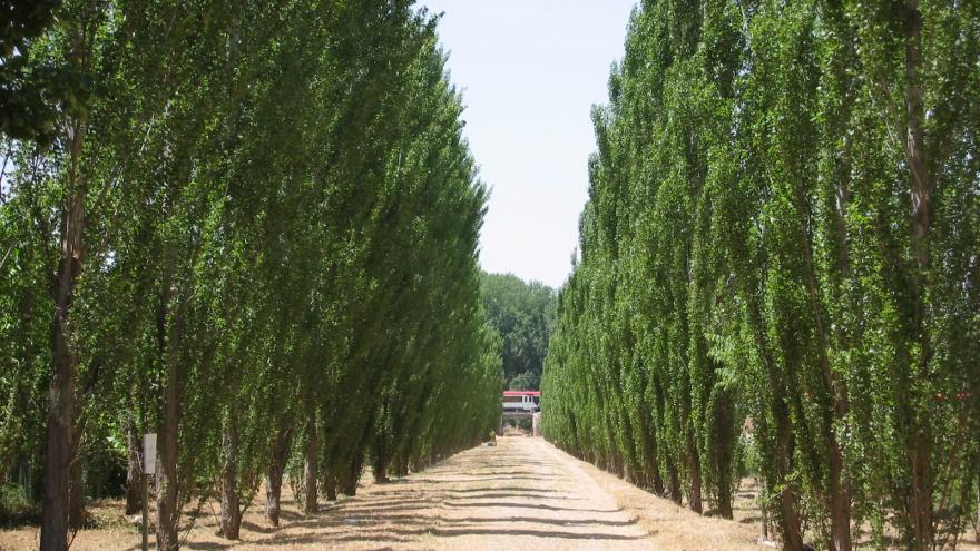 Texto Alternativo: La Comunidad de Madrid invierte 1,5 millones cada año en la conservación del patrimonio natural de Aranjuez, reconocido por la Unesco