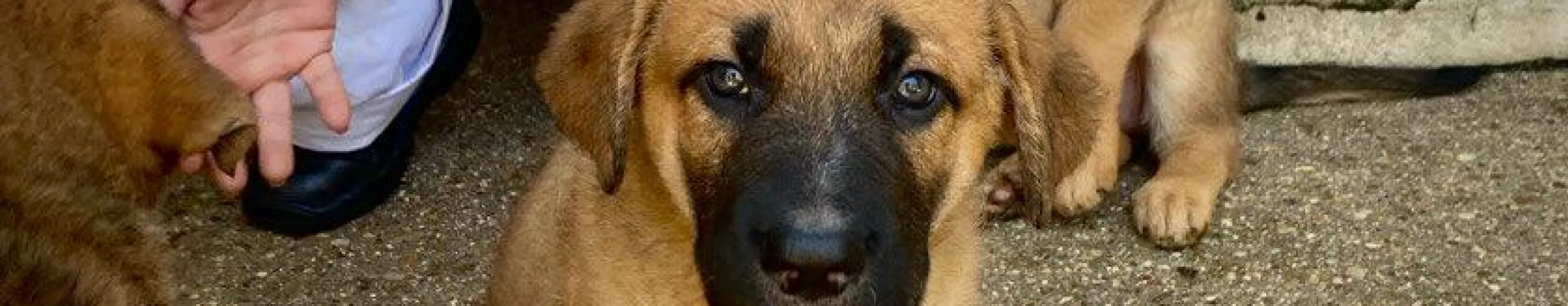 Texto Alternativo: La campaña de Bienestar Animal #MartesDeAdopción consigue aumentar más de un 30% las adopciones en el CIPA en sus primeros 6 meses