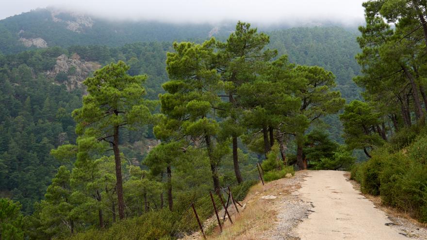 Texto Alternativo: La Comunidad de Madrid aprueba nuevas ayudas para la mejora de la biodiversidad en montes de titularidad privada