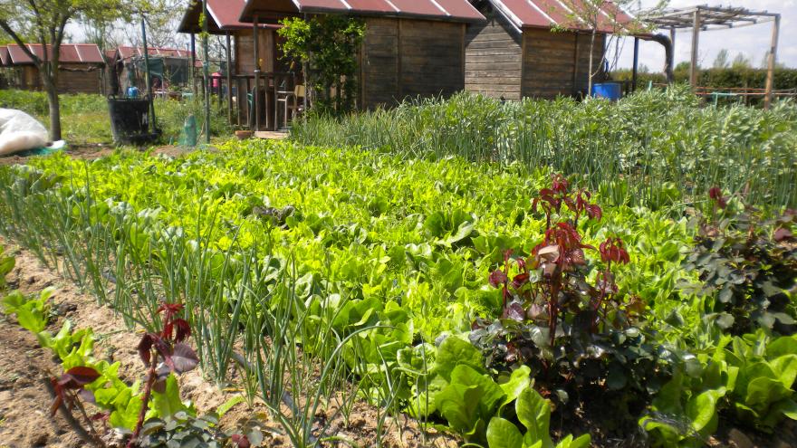 Texto Alternativo: La Comunidad de Madrid ofrece 240 huertos de uso particular para fomentar la agricultura ecológica y el ocio saludable