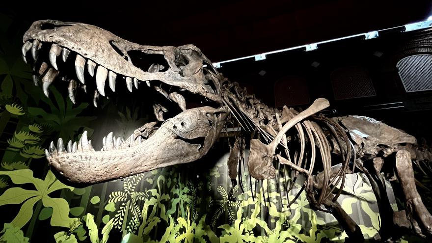 Texto Alternativo: La Comunidad de Madrid logra récord histórico de visitantes en su Museo Arqueológico con la exposición Cazadores de dragones