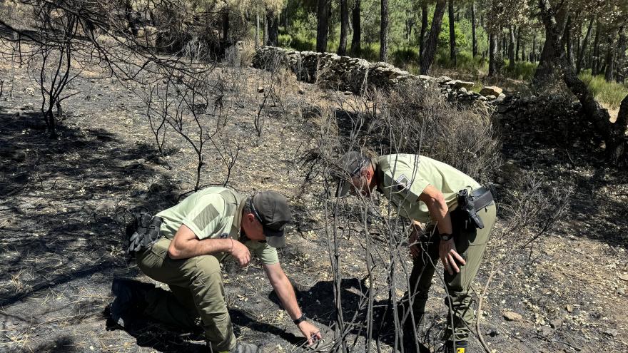 Texto Alternativo: La Comunidad de Madrid esclareció la causa del 82% de los incendios forestales registrados en la región durante 2023