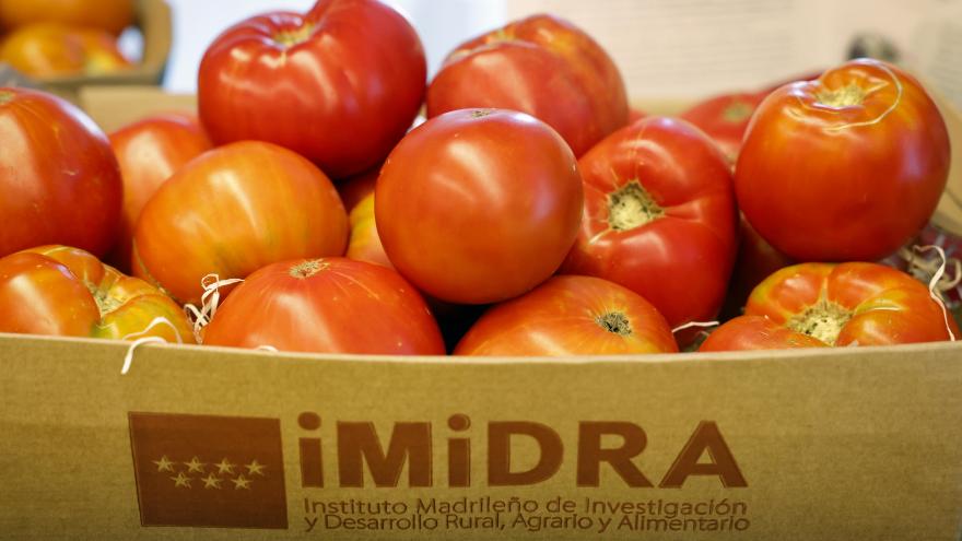 Texto Alternativo: La Comunidad de Madrid inicia un nuevo ensayo sobre la capacidad de adaptación de once variedades de tomate a las Vegas del Tajo y Jarama