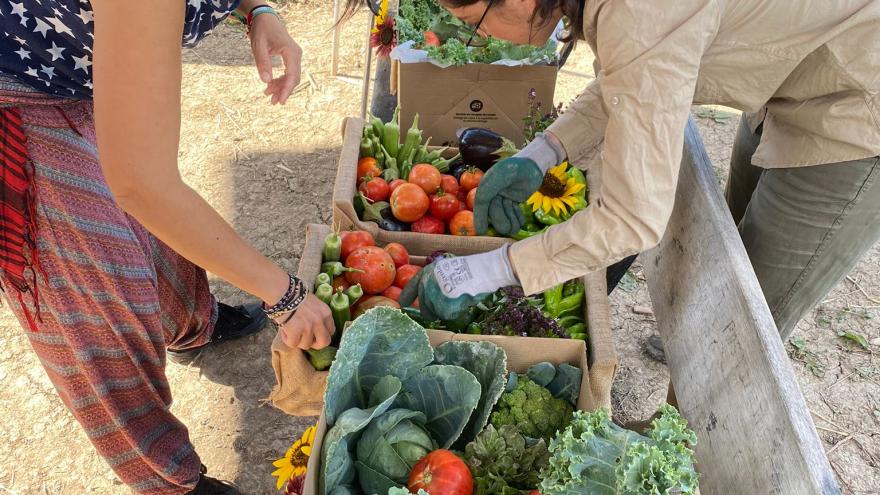 Texto Alternativo: La Comunidad de Madrid abre su laboratorio agrícola en Aranjuez para exhibir la riqueza de sus productos de la huerta