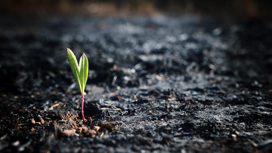 Texto Alternativo: La Comunidad de Madrid estudia el impacto de incendios y sequías severas en los suelos para optimizar su restauración vegetal