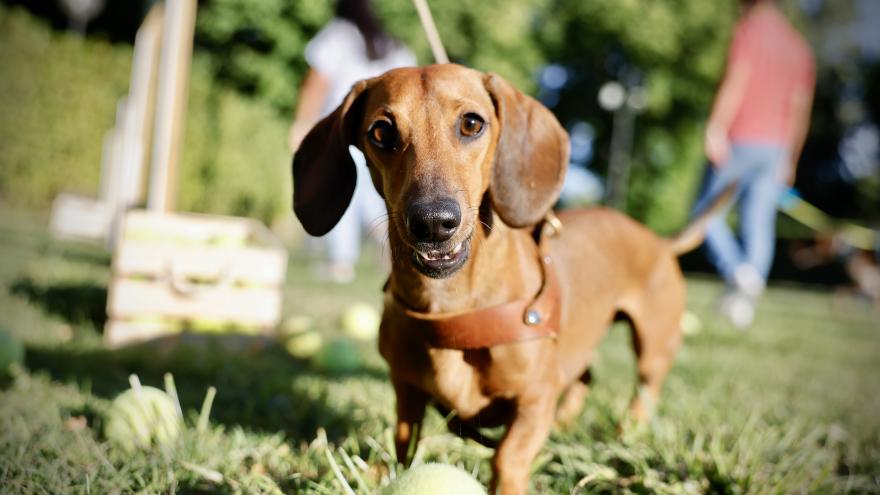 Texto Alternativo: La Comunidad de Madrid lanzará en 2025 dos nuevas aplicaciones móviles dirigidas a los jóvenes y al cuidado de animales de compañía