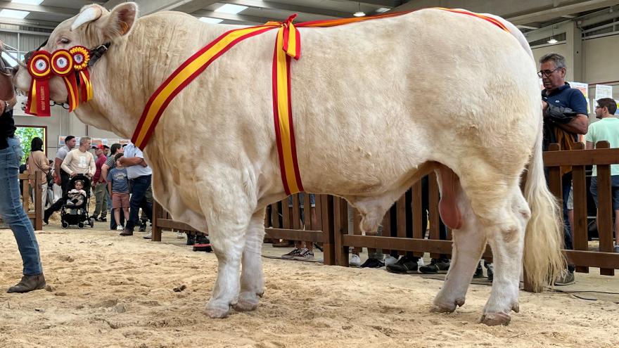 Texto Alternativo: Un ejemplar bovino madrileño de raza charolesa, premiado en la mayor feria agropecuaria del país
